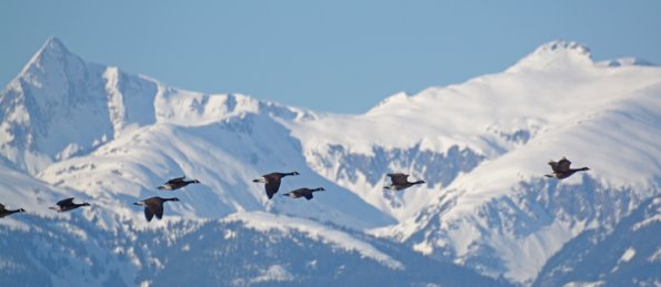 canada-geese-and-chilkats