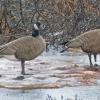 canada-geese-dusky