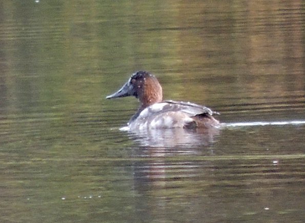 canvasback-mendenhall-campground