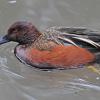 cinnamon-teal-adult-male