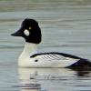 common-goldeneye-adult-male