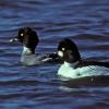 common-goldeneye-pair