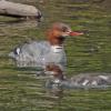 common-merganser-adult-female-with-young