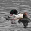 common-merganser-and-hooded-merganser-preening