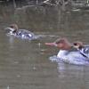 common-merganser-female-and-young