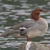 common-merganser-female