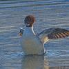 common-merganser-flapping-wings-2