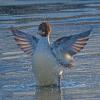 common-merganser-flapping-wings