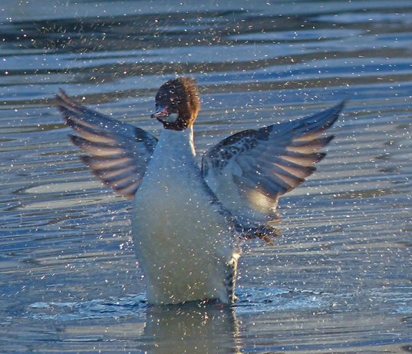 common-merganser-flapping-wings