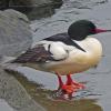 common-merganser-male-sitka