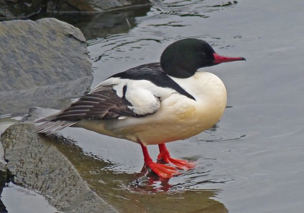 common-merganser-male-sitka