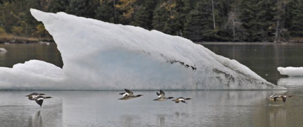 common-mergansers-and-iceberg
