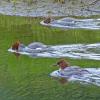 common-mergansers-females