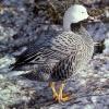 emperor-goose-1