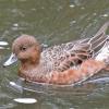 eurasian-wigeon-female