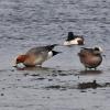 eurasian-wigeon-left-american-wigeon-right