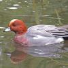 eurasian-wigeon-male