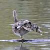 gadwall-female-in-anchorage