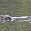 gadwall-female-left-and-male