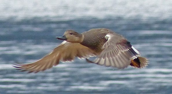 gadwall-male-in-flight