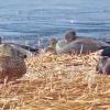 gadwalls-and-mallards-sleeping
