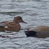 gadwalls-february-juneau