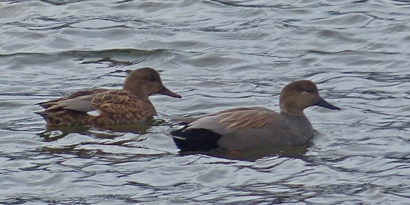 gadwalls-february-juneau