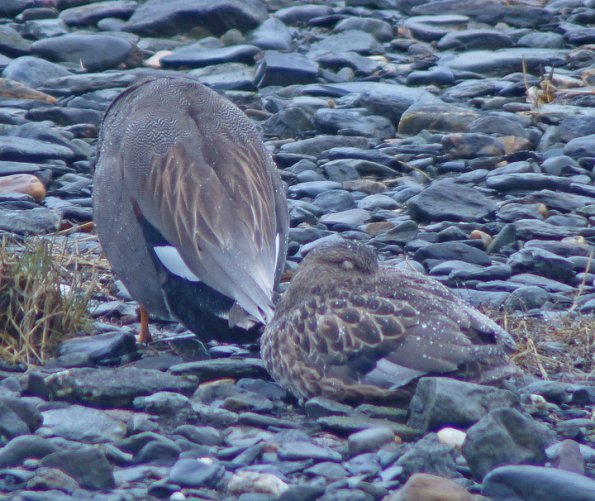 gadwalls-in-the-rain