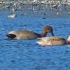 gadwalls-male-left-and-female