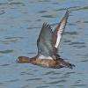 greater-scaup-female-in-flight
