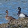 greater-scaup-female-left-and-male