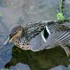green-winged-teal-female
