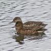 green-winged-teal