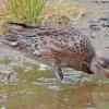 green-winged-teal_1347167190