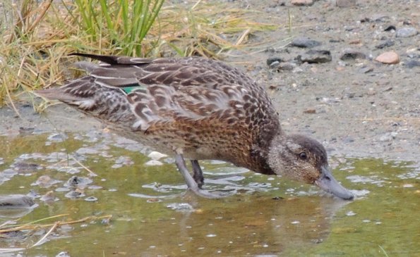green-winged-teal_1347167190