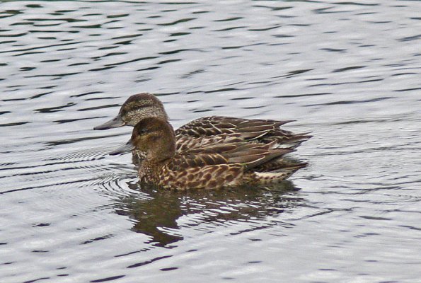 green-winged-teal