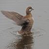harlequin-duck-adult-female
