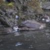 harlequin-duck-female-with-young