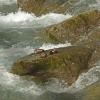 harlequin-ducks-1-resting-on-rock-in-middle-of-stream