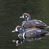 harlequin-ducks-1
