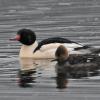 hooded-merganser-and-common-merganser-the-odd-couple