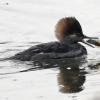 hooded-merganser-and-sculpin