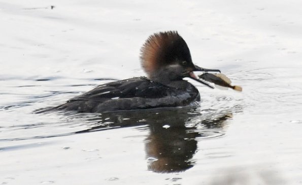 hooded-merganser-and-sculpin
