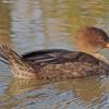 hooded-merganser-at-kingfisher-pond