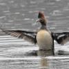 hooded-merganser-flapping-wings-after-bathing