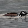 hooded-merganser-male-thrashing-stickleback