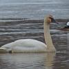 geese-swans-ducks-family-anatidae-