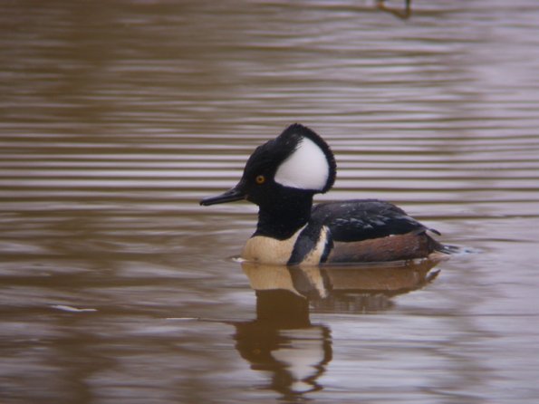 SAMSUNG DIGITAL CAMERA