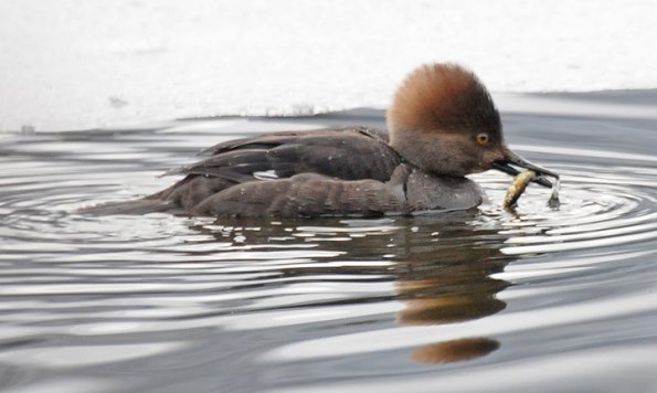 hooded-merganser-with-stickleback