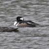 hooded-mergansers-female-left-and-males